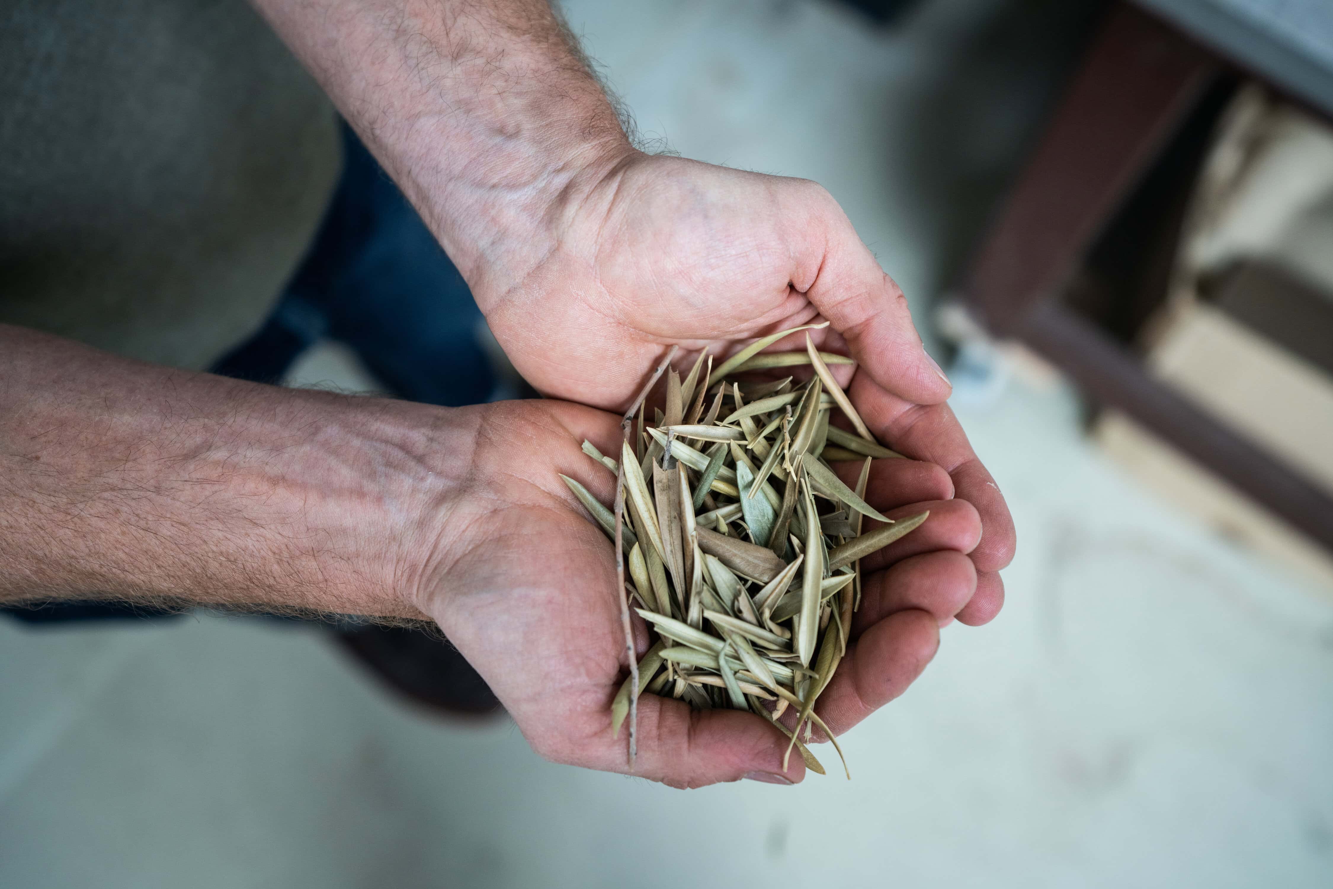 Zwei Hände, die Olivenblätter halten. 